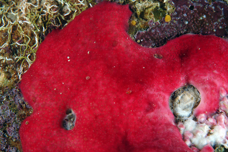 Didemnidae